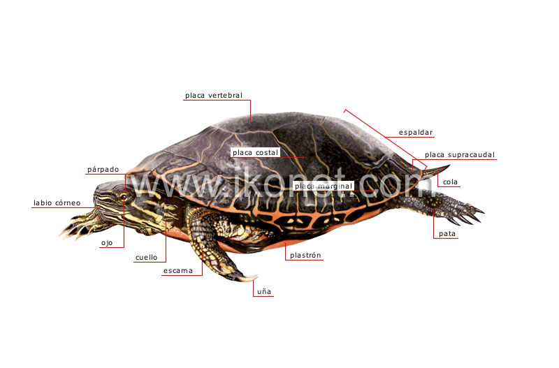 morfología de una tortuga image