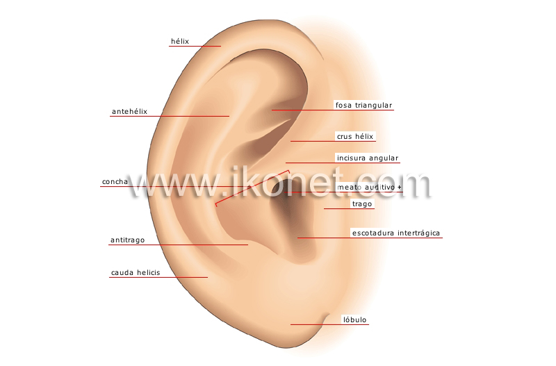 pabellón auricular image