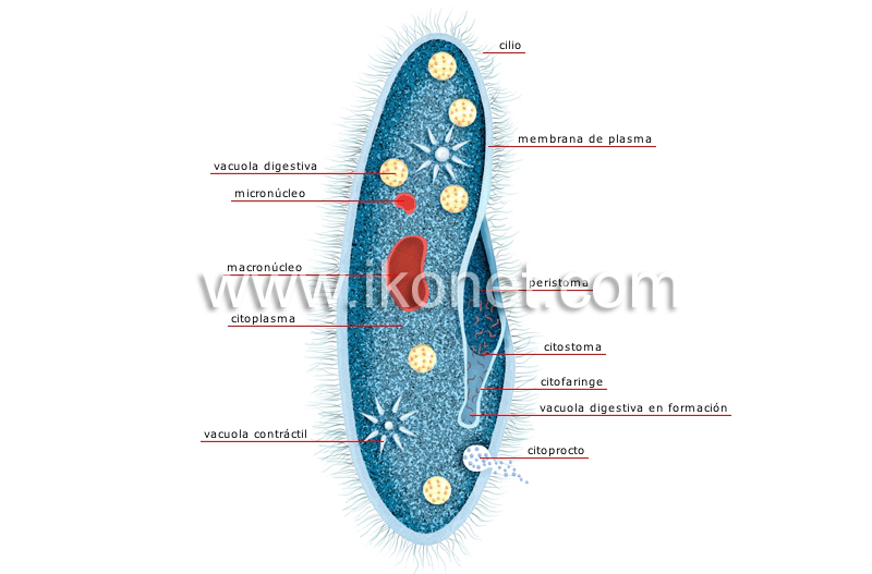 paramecio image