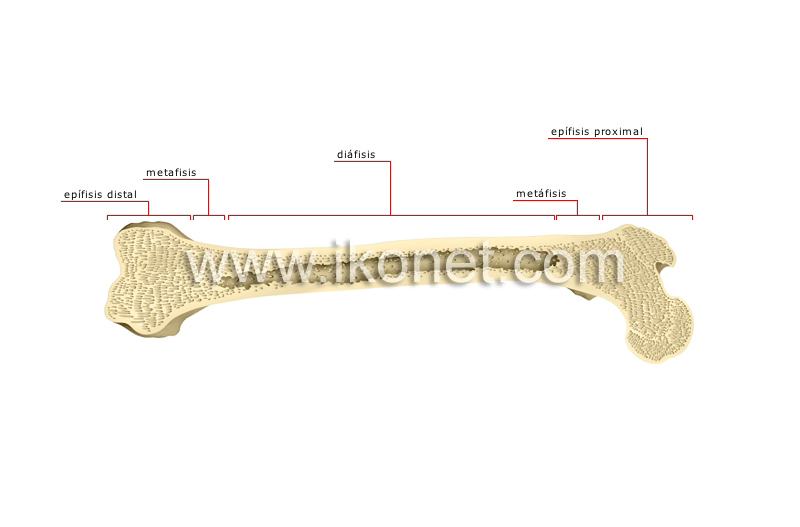 partes de un hueso largo image