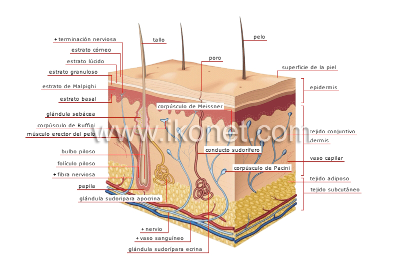 piel image