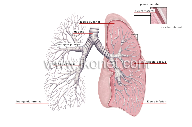 pulmones image