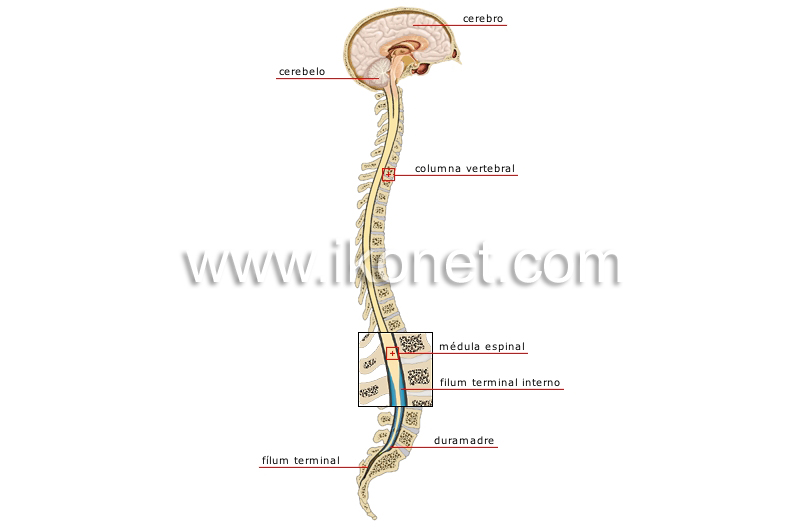 sistema nervioso central image