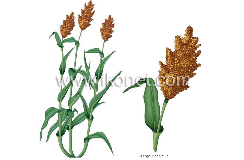 sorgo image