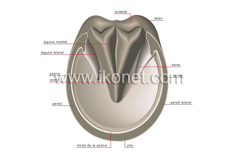 superficie plantar del casco image