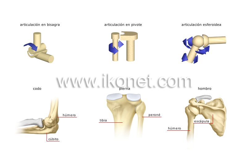 tipos de articulaciones sinoviales image