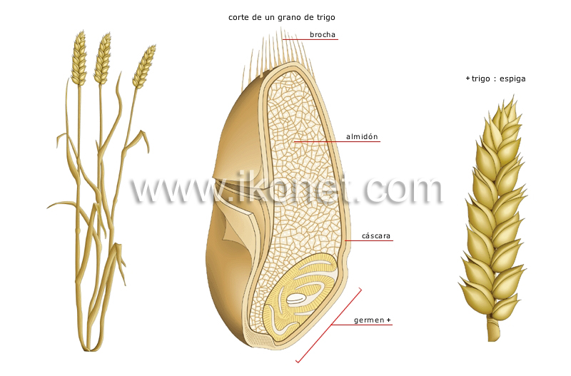 trigo image