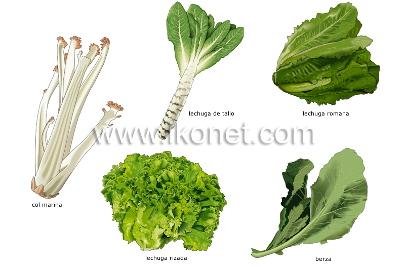 verduras de hojas image