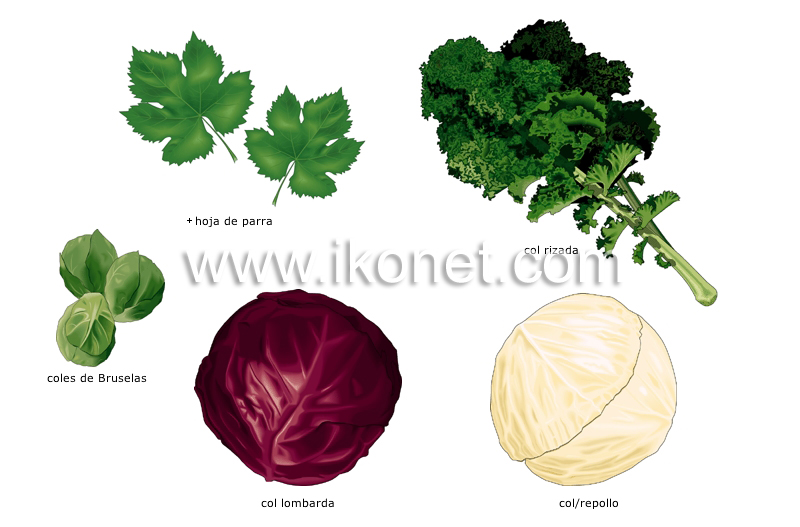 verduras de hojas image