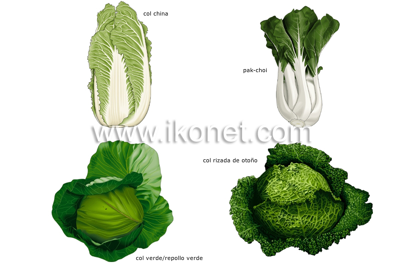 verduras de hojas image