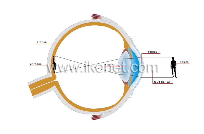 visión normal image