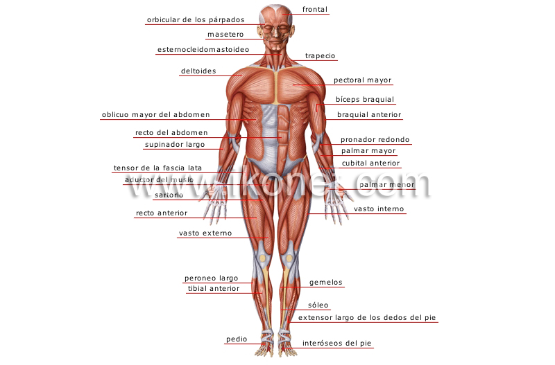 vista anterior image