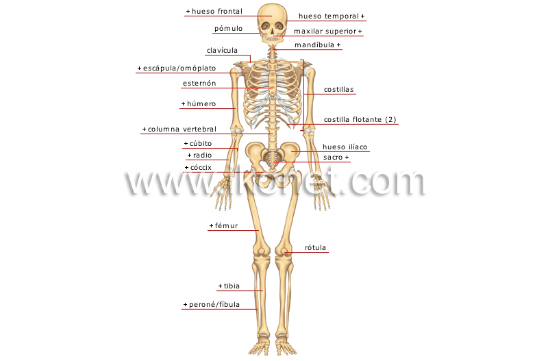El esqueleto humano 
