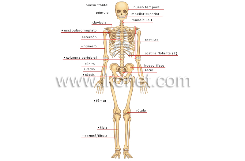 vista anterior image