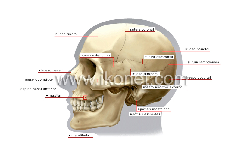 vista lateral del cráneo image