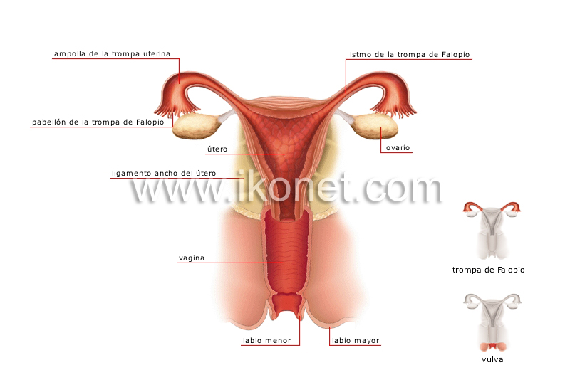 vista posterior image