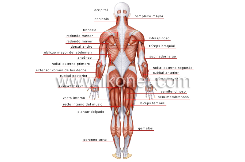 vista posterior image