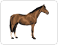 morphologie du cheval