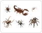 exemples d’arachnides