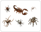 exemples d’arachnides image