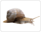 morphologie de l’escargot image