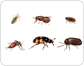 exemples d’insectes image