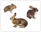 exemples de mammifères lagomorphes image