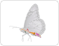 anatomie du papillon femelle