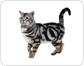 morphologie du chat image