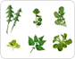 légumes feuilles