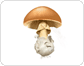 structure d’un champignon image