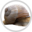 escargot image