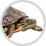 tortue image