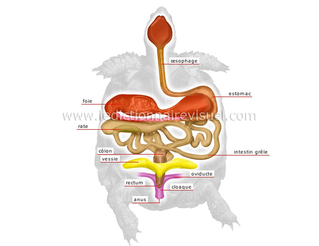 Anatomie de la tortue