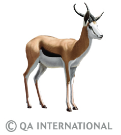 Antilope