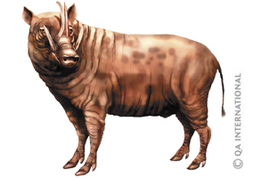 Babiroussa d'Indonésie