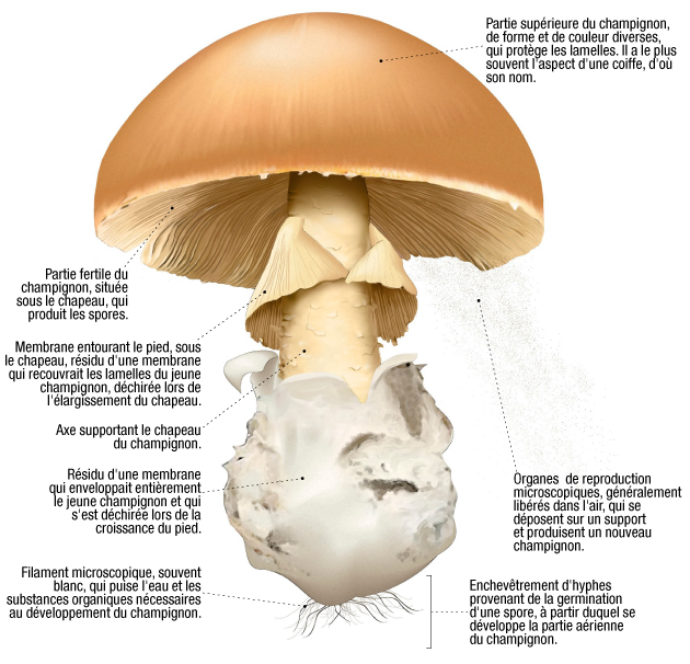 Champignon : définition et explications