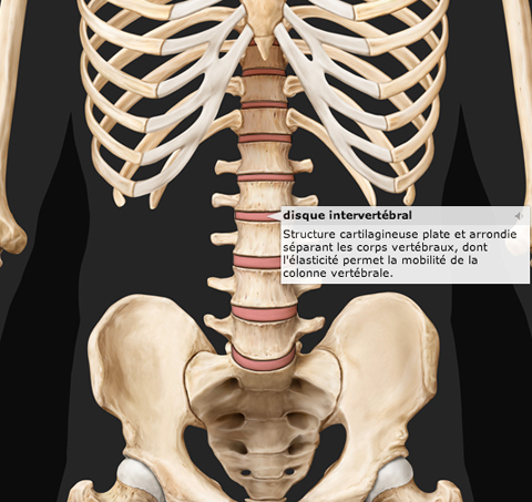 Squelette humain : définition, rôle, anatomie