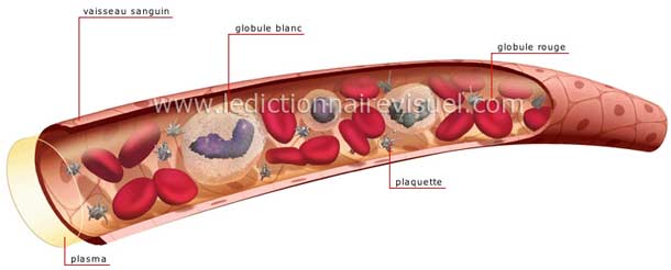 composition du sang