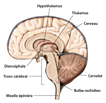 Coupe latérale de l'encéphale