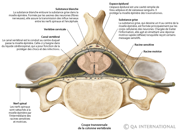 Coupe transversale de la colonne vertébrale