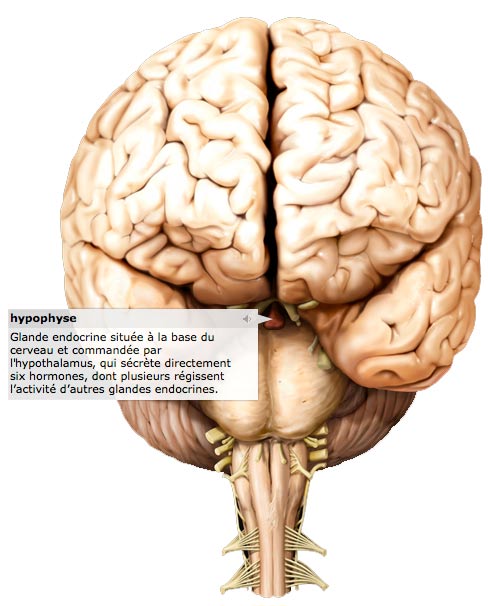 Hypophyse