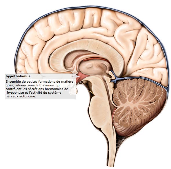 Hypothalamus