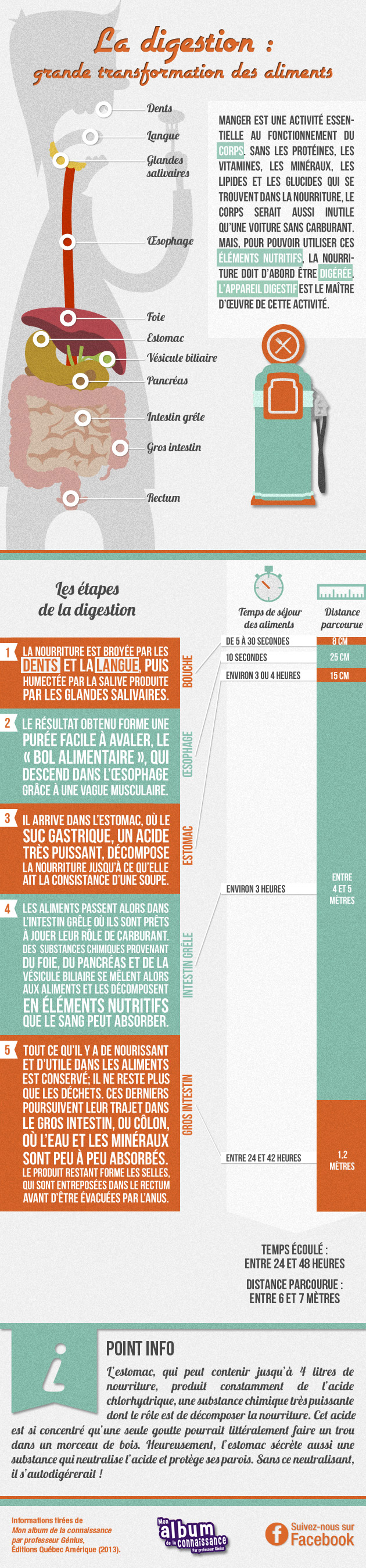 La digestion : grande transformation des aliments