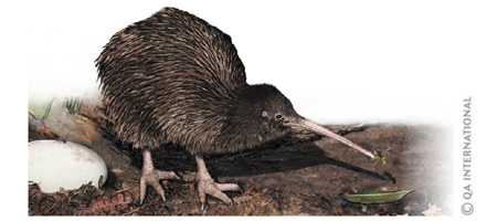  Kiwi de Nouvelle-Zélande