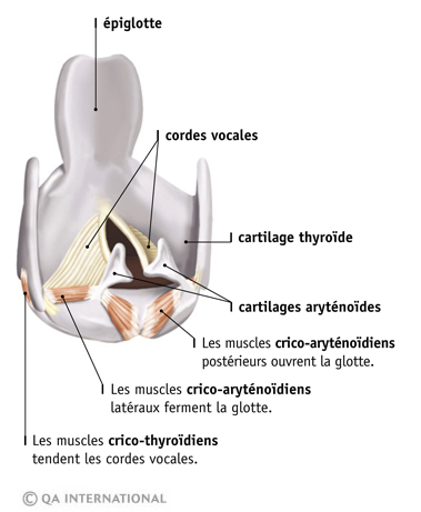 Les cordes vocales