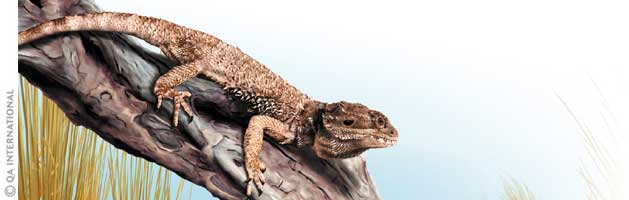 Le lézard barbu d’Australie