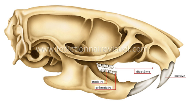 Mâchoire de rongeur (rat)
