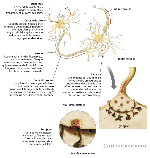 Les neurones