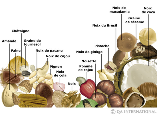 Les noix et les graines